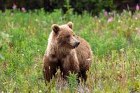 Kanada Alaska Grizzly